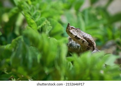 Nose-Horned Viper hiding in the grass (Vipera ammodytes)