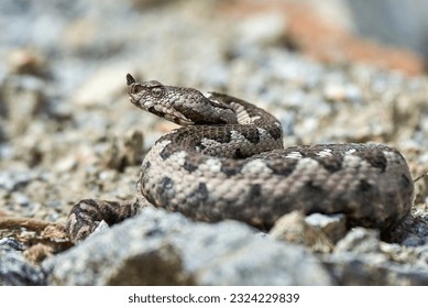 Nose-Horned Viper male in natural habitat (Vipera ammodytes) - Shutterstock ID 2324229839