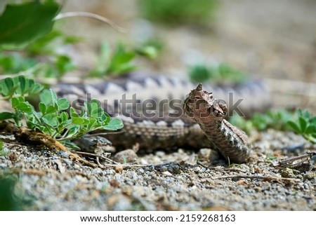 Similar – Vipera ursinii rakosiensis in situ