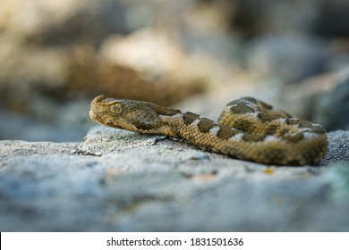 670 Nose Horned Viper Images, Stock Photos & Vectors | Shutterstock