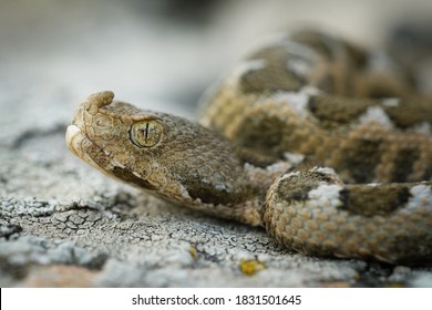 670 Nose Horned Viper Images, Stock Photos & Vectors | Shutterstock