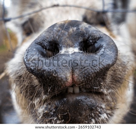 a nosey pig getting close to the camera