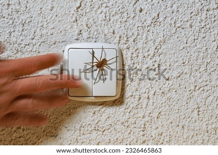 A Nosferatu spider sits on the wall on the light switch, a hand presses the switch, Zoropsis spinimana