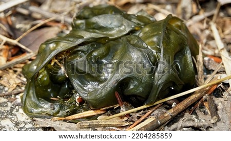 Nostoc commune close up view.