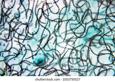 Nostoc Under Microscope