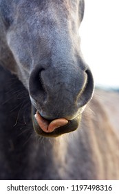 The nostrils of the horse
