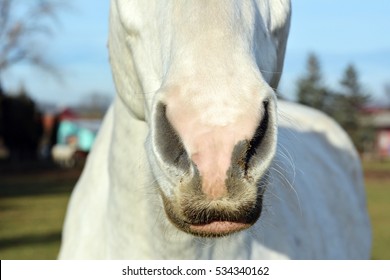 490 imágenes de Pink nose horse - Imágenes, fotos y vectores de stock