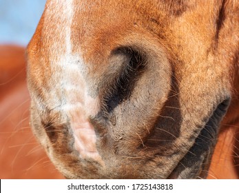 Nostrils Or Nose Of A Brown Stain  Horse. Animal Detail Portrait Outdoor