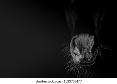 Nostrils on the muzzle of a Bay horse close-up.Black and white image. The concept of wall decor