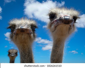 Nosy young ostriches in South Africa looking into the photographer's camera lens before a deep blue sky with scattered clouds