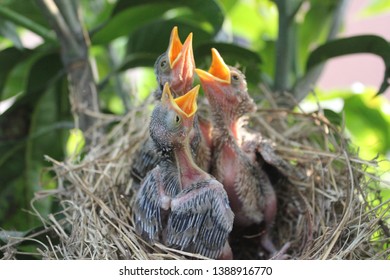 all baby birds