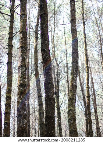 Not all pine trees in Curug Layung Cimahi are straight, Bandung, Indonesia.