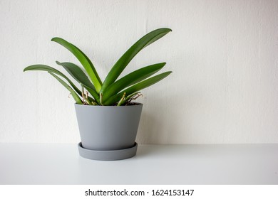 Not blooming orchid plant in a grey pot against a white background - Shutterstock ID 1624153147