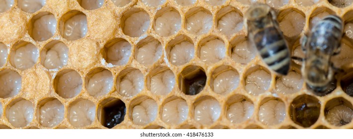 Not Capped Brood Cells Of The Honey Bee (Apis Mellifera)