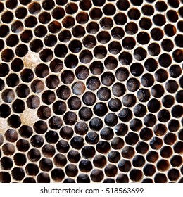 Not Capped Brood Cells Of The Honey Bee (Apis Mellifera)