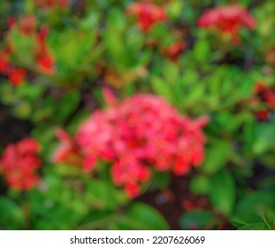 Not Focused Abstract Background Ashoka Flowers Blooming In The Garden