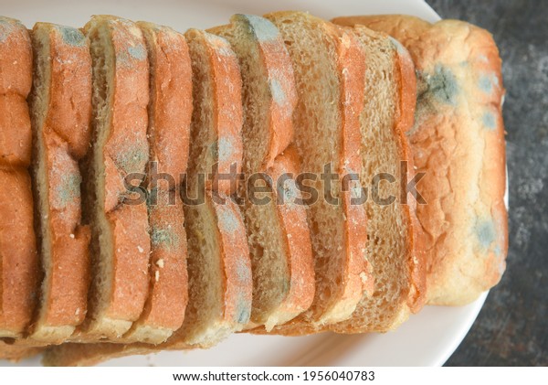 not fresh mouldy slice of stale bread. Mould on\
sliced bread with harmful bacteria. Fungal mold Spoiled, moldy\
inedible food Rotten and uneatable. modify fungus into an\
anti-virus chemical.