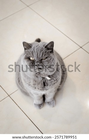 Not happy grumpy grey cat