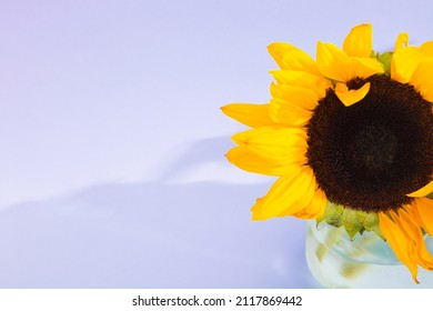 Not Ideal Single Sunflower In Glass Vase On Purple Background With Shadow