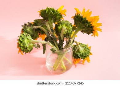 Not Ideal Sunflowers Bouquet With Back View In Vase On Pink Background