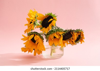 Not Ideal Sunflowers Bouquet In Glass Vase On Pink Background With Shadow