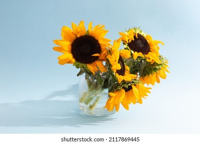 Not Ideal Sunflowers Bouquet In Glass Vase On Blue Background With Shadow