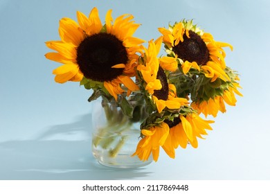 Not Ideal Sunflowers Bouquet In Glass Vase On Blue Background With Shadow