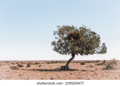 Not many trees can survive in the desert unless near a water source, this one is thriving in the scrubby arid outback for now