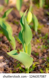 Not open bud of a tulip, spring day, close-up.