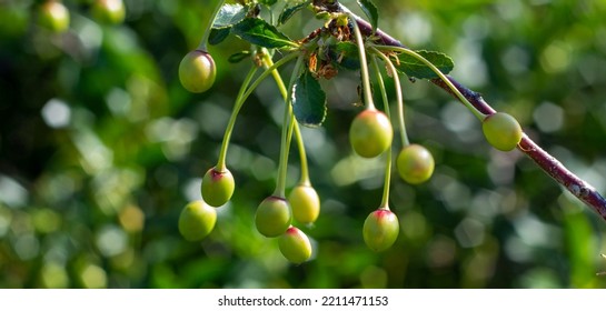 Not Ripe Green Cherries On A Tree Branch In Summer, Cherry Tree. Summer Branch Of A Cherry Tree With Unripe Berries And Young Green Leaves. Selective Focus, Farming And Gardening.