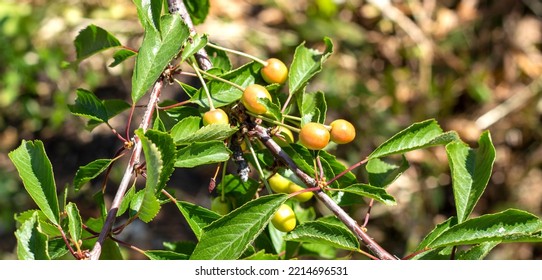 Not Ripe Green Cherries On A Tree Branch In Summer, Cherry Tree. Summer Branch Of A Cherry Tree With Unripe Berries And Young Green Leaves. Selective Focus, Farming And Gardening.