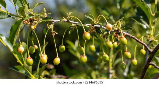 Not Ripe Green Cherries On A Tree Branch In Summer, Cherry Tree. Summer Branch Of A Cherry Tree With Unripe Berries And Young Green Leaves. Selective Focus, Farming And Gardening.