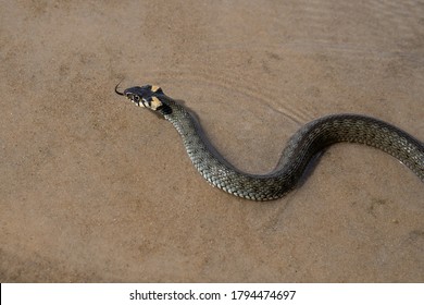 2,764 Spotted snake head Images, Stock Photos & Vectors | Shutterstock