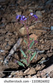 Notch-leaf Scorpion-weed (Phacelia Crenulata) Is An Annual Herb That Tempts Curious Visitors To Smell It, But Causes Makes People A Poison-ivy Like Rash If They Touch It. Grand Staircase Es