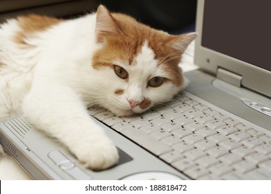 Notebook  Computer With Cat Paw Using Mouse Button