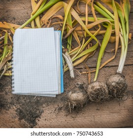 Notebook for notes  and bulbs of hyacinth on the table