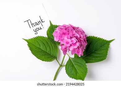 Notes Thank You And Pink Hydrangea Flowers On White Background. Thank You, Thankfulness, Gratitude, Customer Service, Thanks Card Concept. Top View, Flat Lay
