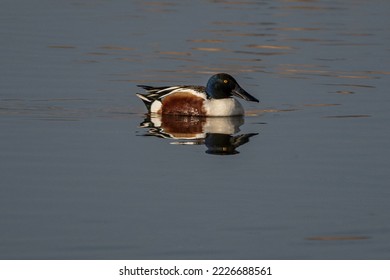 Nothern Shoveler Drake Swimming in Pond