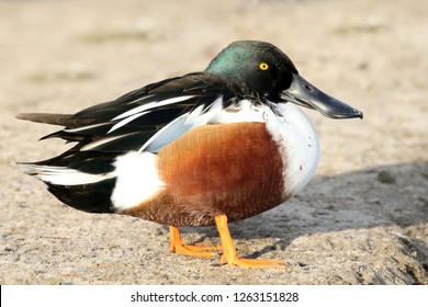 Nothern Shoveler duck
				