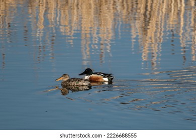 Nothern Shoveler Pair Swimming in Pond