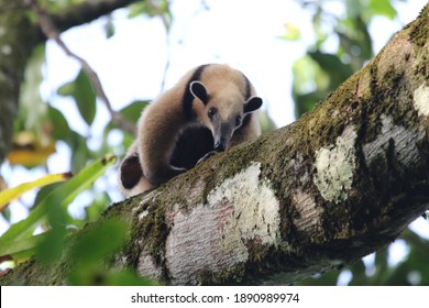 Nothern Tamandua Or Lesser Anteater Having A Stroll In The Canopy