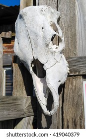 nothing says the old west more than a cow skull