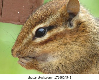 Nothing To See Here! Just A Chipmunk With A Snack 