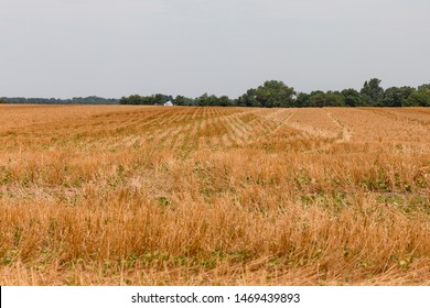 No-till Soybeans Planted In Wheat Field Stubble Cover Crop. After A Wet Spring With Flooding That Delayed Planting, A Hot, Dry Summer Is Stressing Crops In Parts Of The Midwest