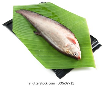 92 Notopterus chitala Images, Stock Photos & Vectors | Shutterstock