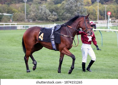 Nottingham Racecourse, Nottingham, UK : 7 October 2020 : A Jockey Leads His Horse Down The Track To The Start At Nottingham Races