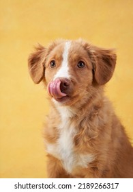 Nova Scotia Duck Retriever Puppy On Yellow Background. Charming Dog In The Studio. Funny Toller Stuck Out His Tongue