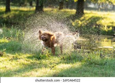 A Nova Scotia Duck Toller Dog Shaking His Fur In The Sun After Swimming