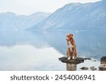 A Nova Scotia Duck Tolling Retriever dog stands poised on a rock in a tranquil lake, mountains rising in the misty distance