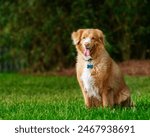 Nova Scotia Duck Tolling Retriever sitting in green grass; smiling; happy dog; relaxed dog; woods background